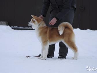     ,   - 4 ,   ,  ,  !   !!!  