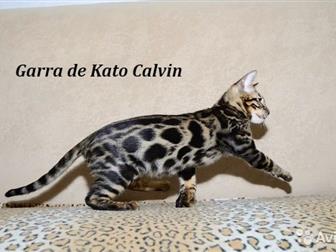    Garra de Kato      - ,      ,       