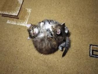     ,      ,   4 ,          ,    ,  ,     