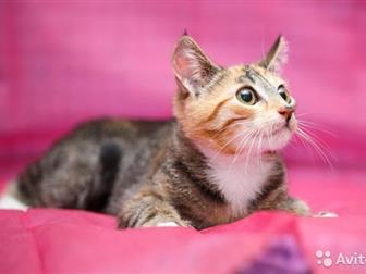     ,   ,  4 ,    , ,   , ,  ,     ,  