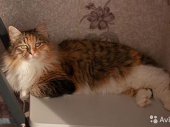 ,  !       - !  )!          ,  