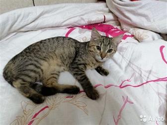  , ,   ,   4-5 ,      ,  