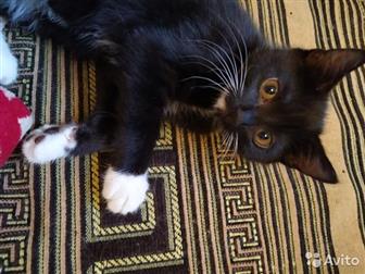     ,   4  - ,   ,    ,      ,   ,  