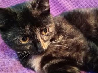        ,    ,   ,    ,  ,   ,  