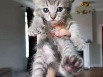      ,   21 ,  5 ,   ,  ,    ,  ,    