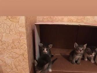   ,       ,  !   ????    