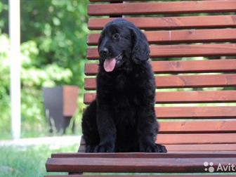       /flatcoated  retriever,  , , , ,      