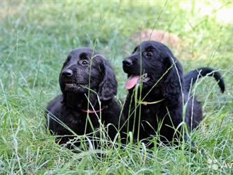       /flatcoated  retriever,  , , , ,      