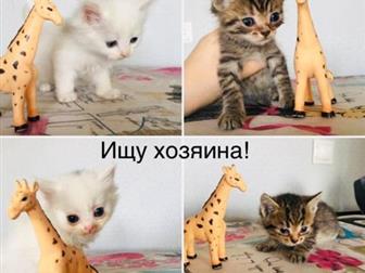 ,   ! !  ,     !  