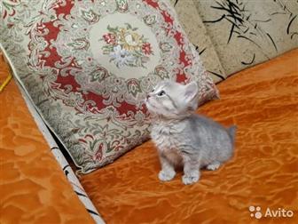  , ,   - -,   - - ,  ,  - (    