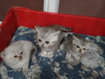   ,     ,   ,   ,             