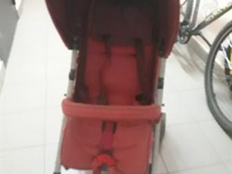    Cybex calisto,    ,          , : /  