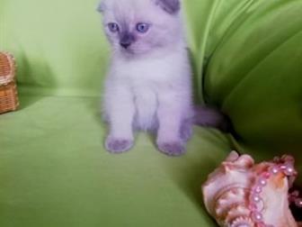     ,  Scottish Fold blue-point (8500?), Scottish Straight blue-point (6000?)  Scottish Fold blue-point (8500?),  