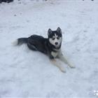 Щенок хаски