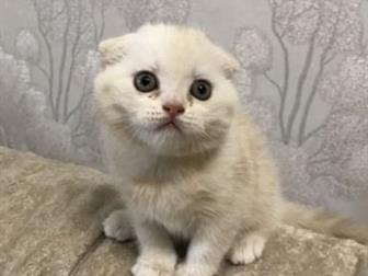       (Scottish Fold) ,         ,  ,   ,    