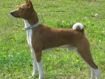      ( )Iron Maga Zande (Congaros Kenya See Me Now (USA) x Crystal Javelin Jara Conga (LV)):   ,  