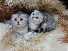   Scottish Fold