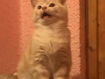   - ( )      !    , ,       ,   