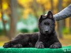 Черные и черно-рыжие высокопородные щенки