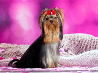     ,     ,  !  ,      ,     