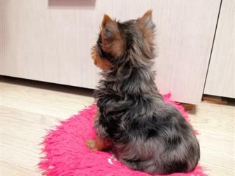        blue merle  , ? ,  ?   ,  ?  ,  