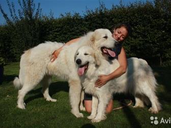     ! 25, 10, 2019,    3   3 ,  NALZAN DE BIGERIONNES () VISKALYS BELT OF VENUS ()  