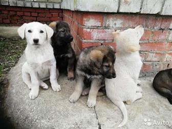       ,   1,5 , , ,    ,     ,   ,  