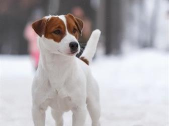       , ,    (FCI);    ,  -     