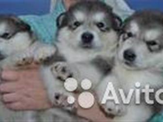     ,  ,  , ,  ,     (     ),  ,  