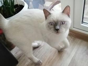 Шотландский котик окрас блю-поинт, ждёт в гости кошечку) в Рязани