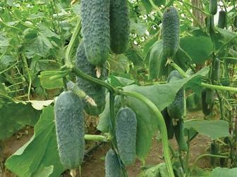      KS 90 F1   36626743  --