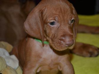 ���������� ����� ���� � �������-��-����