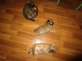 ����� � ��������  �������� � �������-��-����