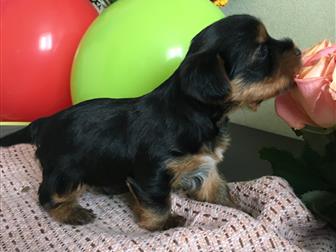 ����������� ������ ���� � �������-��-����