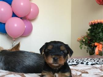 ����������� ������ ���� � �������-��-����