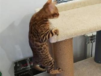      ,    ,    03, 10, 2019,         (   --