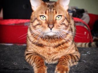     ,  n24,   ,   ,    (Russicats, Mainstreet, Amazongold, Azanabengals),  --