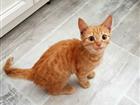 Котёнок, девочка