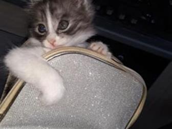  , 18, 08, 2019,   ,   ,  ,    ,    ,  
