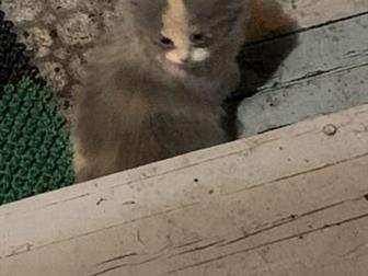   ,      ,      ,   , ,   ,  ,  