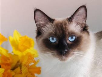   Ragdoll      ,     ,          !     