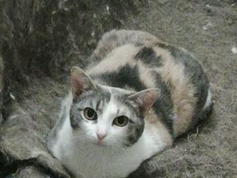 ??   ,   ,  ??  ??  