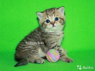  Cheshirsky Cats       (/: 5, 03, 20)   ,        