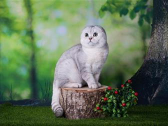   (Scottish straight, Scottish fold) 05,  06,  2018,  SFS ns 11,  3 , 1 ,    ,       -