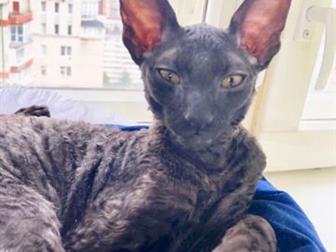     ,  Cornish Rex   ,  Persival  23, 04, 19,   ,  ,   : ded:  -