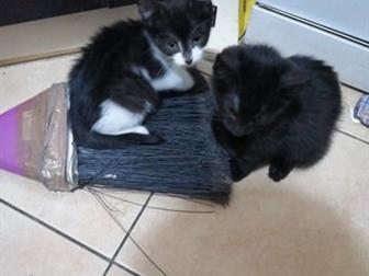  2 ,    ,   ,         ,  -