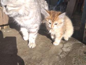 ,,    ,  - ,   , ,   (  ), ,  