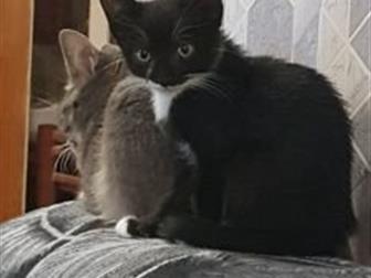  ,   !  , ,   ! 2, ,  