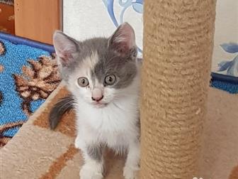     ,   1,5 ,   ,    ,   ,   )  