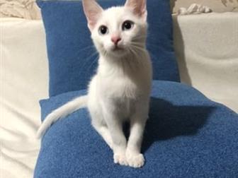  ,  , 2 ,    ,  ,  , ,       ,  :  ,  